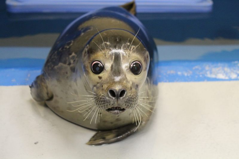 Illustration for article titled Blind Harbor Seal Pup Learning to Adapt